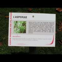 Asperule, Asperule tinctoria (1)